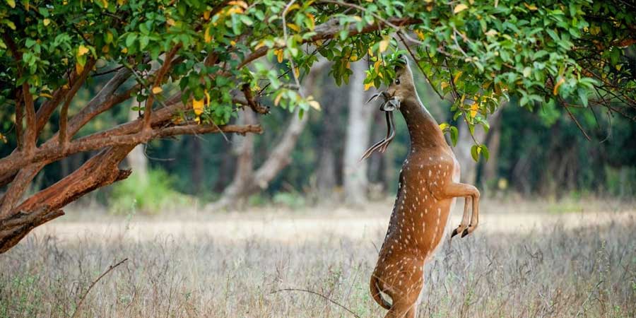 Jim Corbett National Park: India First Wildlife Reserve